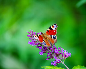 butterfly sits on a flower and collects nectar on a blurred green background.