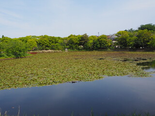 水面を睡蓮の葉に覆われている公園の池