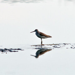 marsh sandpiper is catching fish on a pond on a hot day.