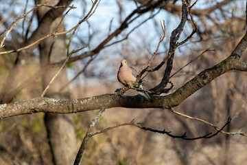 The mourning dove (Zenaida macroura) also known as the American mourning dove, the rain dove, and colloquially as the turtle dove, and was once known as the Carolina pigeon and Carolina turtledove