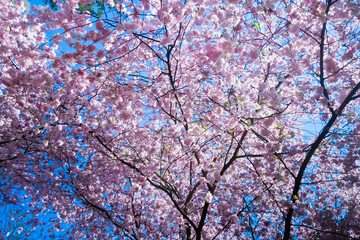 spring floral background with pink cherry tree in blossom and sky