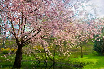 spring tree cherry tree in bloom in spring landscape