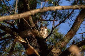 Great horned owl hidden in the crowns of a tree.