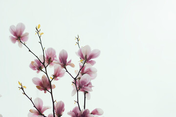 Magnolia blossom spring garden.beautiful flowers, spring background pink flowers. 