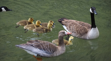 Cute canadian geese, family with newborn baby goslings swimming in the water