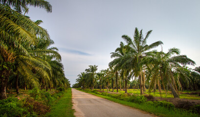Palm oil plantation in Malaysia. Landscape of row of palm trees with mud road in the middle.