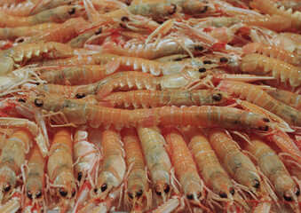 fresh shrimps on the market