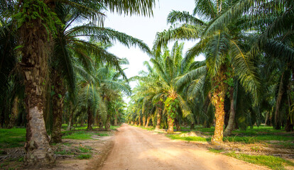 Palm oil plantation. Landscape view with growing palm oil trees with a road in the middle.