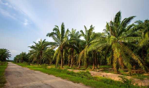 Palm oil plantation. Row of growing palm oil trees with blue sky background.