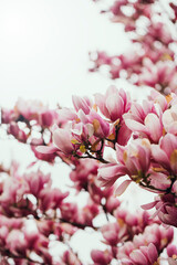 Magnolia blossom spring garden. beautiful flowers, spring background pink flowers. 