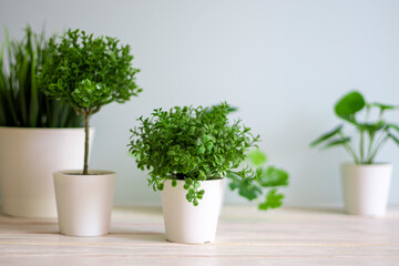 Wooden desk table top with tree pot on white wall, with copy space