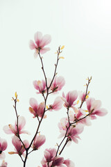 Magnolia blossom spring garden. beautiful flowers, spring background pink flowers. 
