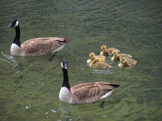 Cute canadian geese, family with newborn baby goslings swimming in the water