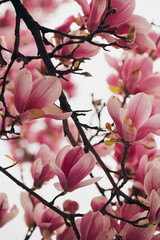 Magnolia blossom spring garden. beautiful flowers, spring background pink flowers. Pink magnolia tree blossom against blue sky