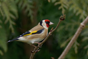 Chardonneret élégant