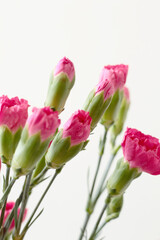 bouquet of bright pink carnation flowers