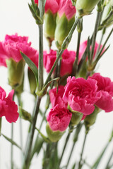 bouquet of bright pink carnation flowers