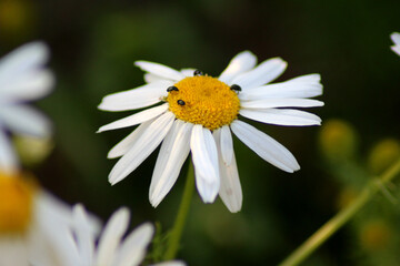 Obraz premium daisy and insects