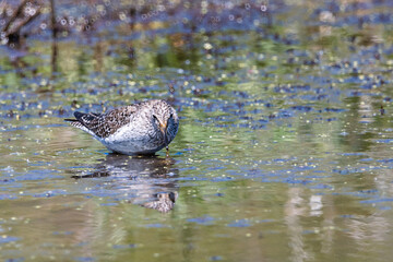 A sandpiper is enjoying a sunny day