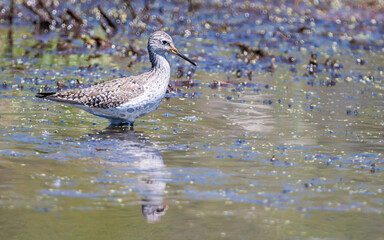 A sandpiper is enjoying a sunny day