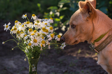 dog with flowers