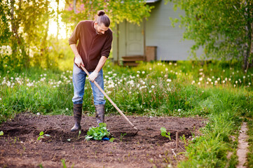 A man gardening with hoe in the vegetable garden. Spring work in the garden, transplanting seedlings into the beds. Healthy and eco-friendly family food. - obrazy, fototapety, plakaty