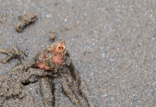 Ragworm  poking  out  of  sand  showing  its  teeth 