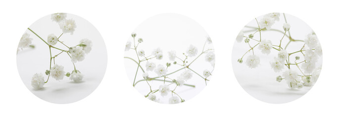 Soft focus White flower on blur beige background. Three circle frame background. Long horizontal...