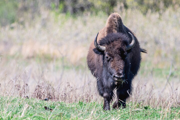 A close portrait of American Bison during spring time	