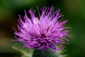 thistle