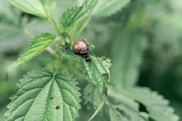 snail nippled on green leaves of young nettle