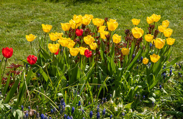 Hampshire, southern England, UK. 2021. Yellow and red Tulips in bloom early Spring in an English country garden.