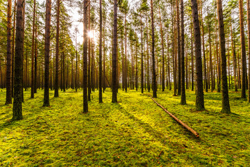 Sun shines between tree trunks in a pine forest near a fallen tree