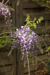 Fototapeta na wymiar Blooming wisteria with purple flowers