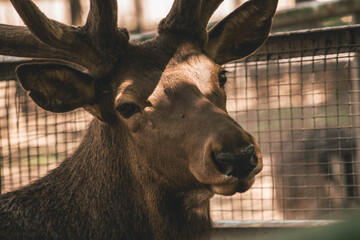sad look of a deer at the zoo, animals caught 