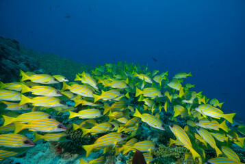 Fototapeta na wymiar a school of fish, coral reef maldives 