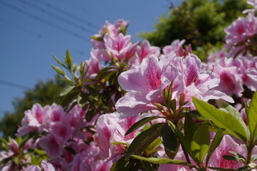 新緑と鮮やかなツツジ