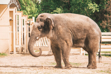 Fototapeta na wymiar Elephant is hot at the zoo, animals caught 