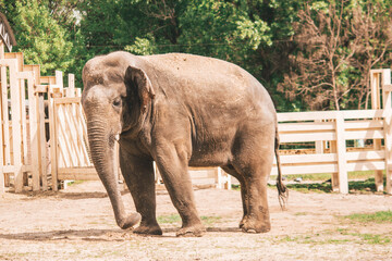 Elephant is hot at the zoo, animals caught 