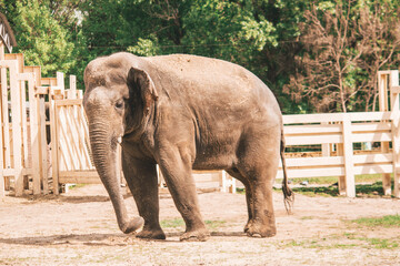 Fototapeta premium Elephant is hot at the zoo, animals caught 