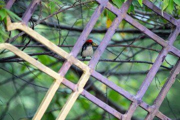 Scarlet - backed flowerpecker