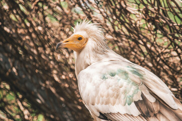 White vulture sits on a branch, birds of prey caught animals in the zoo 