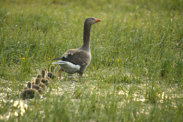 Graugans (Anser anser): 