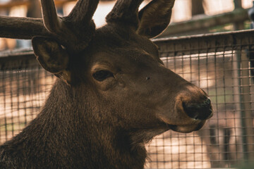 sad look of a deer at the zoo, animals caught 