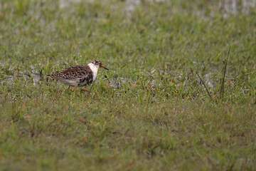 Kampfläufer (Calidris pugnax)