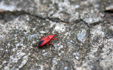 Close up of small red insect or Pyrrhocoris apterus on Cement floor.