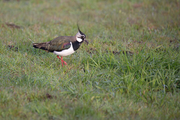 Kiebitz (Vanellus vanellus)