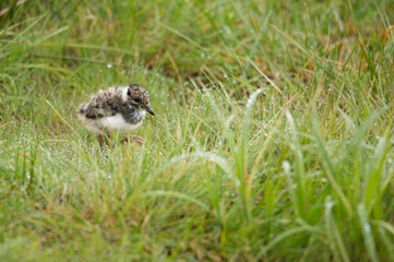 Kiebitz (Vanellus vanellus)