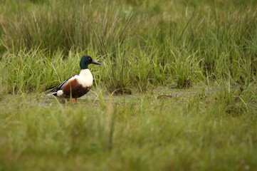 Löffelente (Anas clypeata)