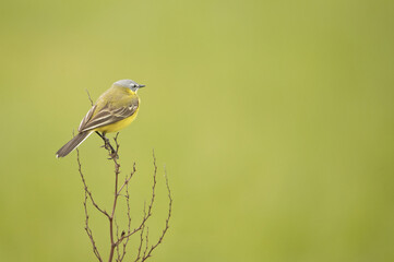 Schafstelze (Motacilla flava flava)